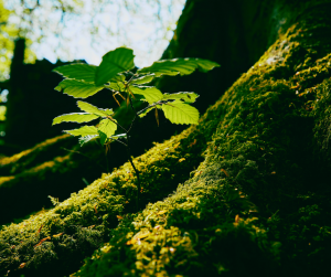 shows a tree sapling